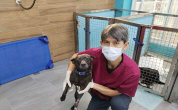 受傷浪犬奇蹟復原，等待溫暖家庭領養！新北市動保處即時救援＋精密手術保住前腳