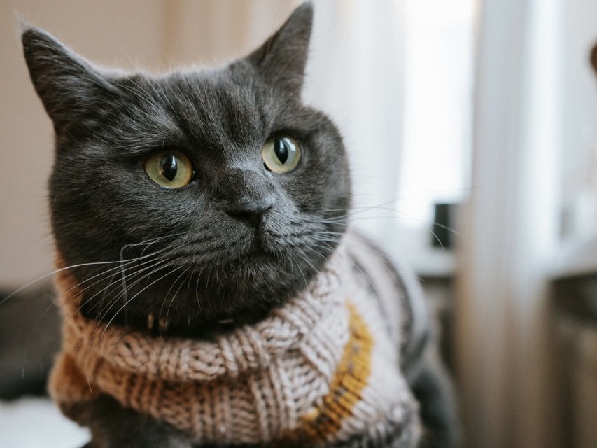 英國短毛貓的壽命與外觀特徵