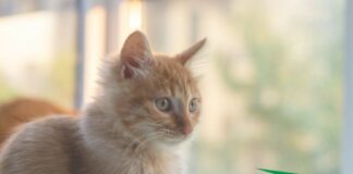 美國FDA核准緊急使用授權 Credelio™ CAT用於治療貓咪蠅蛆病