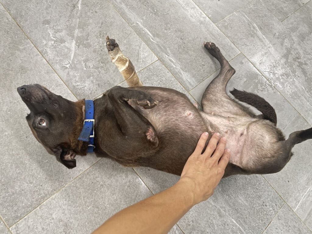 新北動保處救援大範圍腳傷犬，腹部皮膚移植手術助牠康復