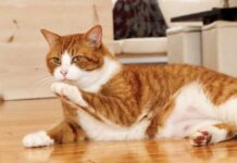 貓咪會打嗝嗎？貓咪打嗝可能是健康問題的徵兆？