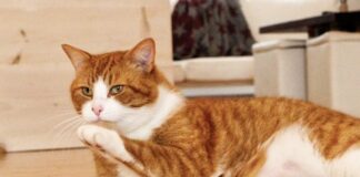 貓咪會打嗝嗎？貓咪打嗝可能是健康問題的徵兆？