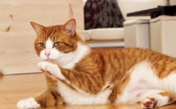 貓咪會打嗝嗎？貓咪打嗝可能是健康問題的徵兆？