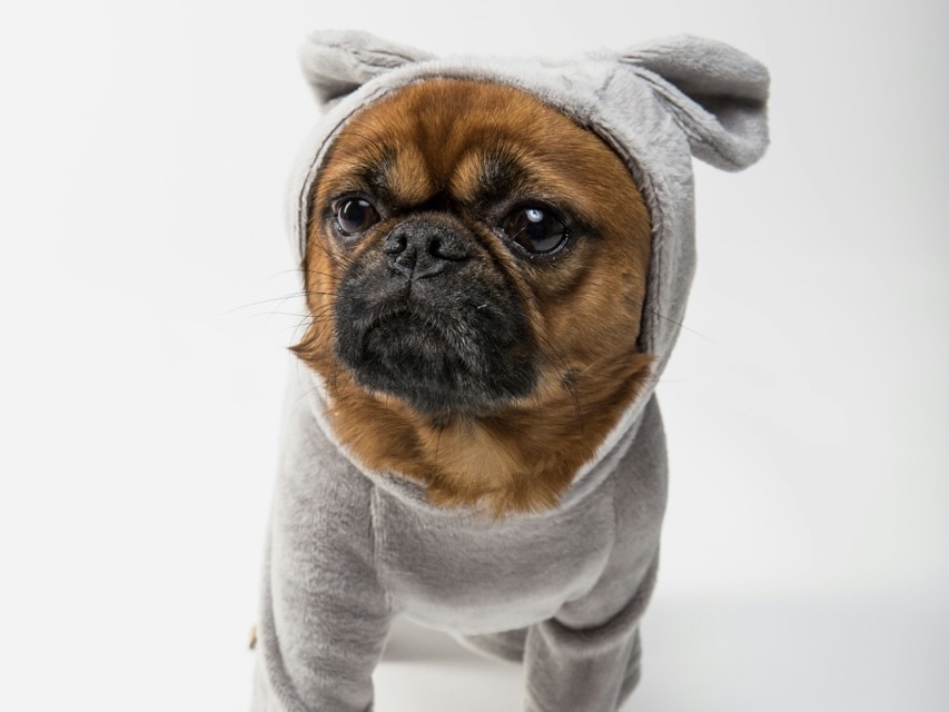 哪些狗狗不需要穿衣？雪地犬種有天生優勢