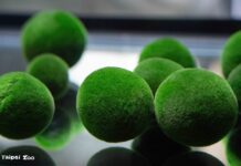 日本北海道釧路「湖中寶石」毬藻,給你圓滾滾的幸福感!臺北市立動物園與釧路市動物園再續跨國友誼,推動臺日生物多樣性合作 日本北海道釧路「湖中寶石」毬藻,給你圓滾滾的幸福感!臺北市立動物園與釧路市動物園再續跨國友誼,推動臺日生物多樣性合作