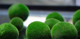 日本北海道釧路「湖中寶石」毬藻，給你圓滾滾的幸福感！臺北市立動物園與釧路市動物園再續跨國友誼，推動臺日生物多樣性合作