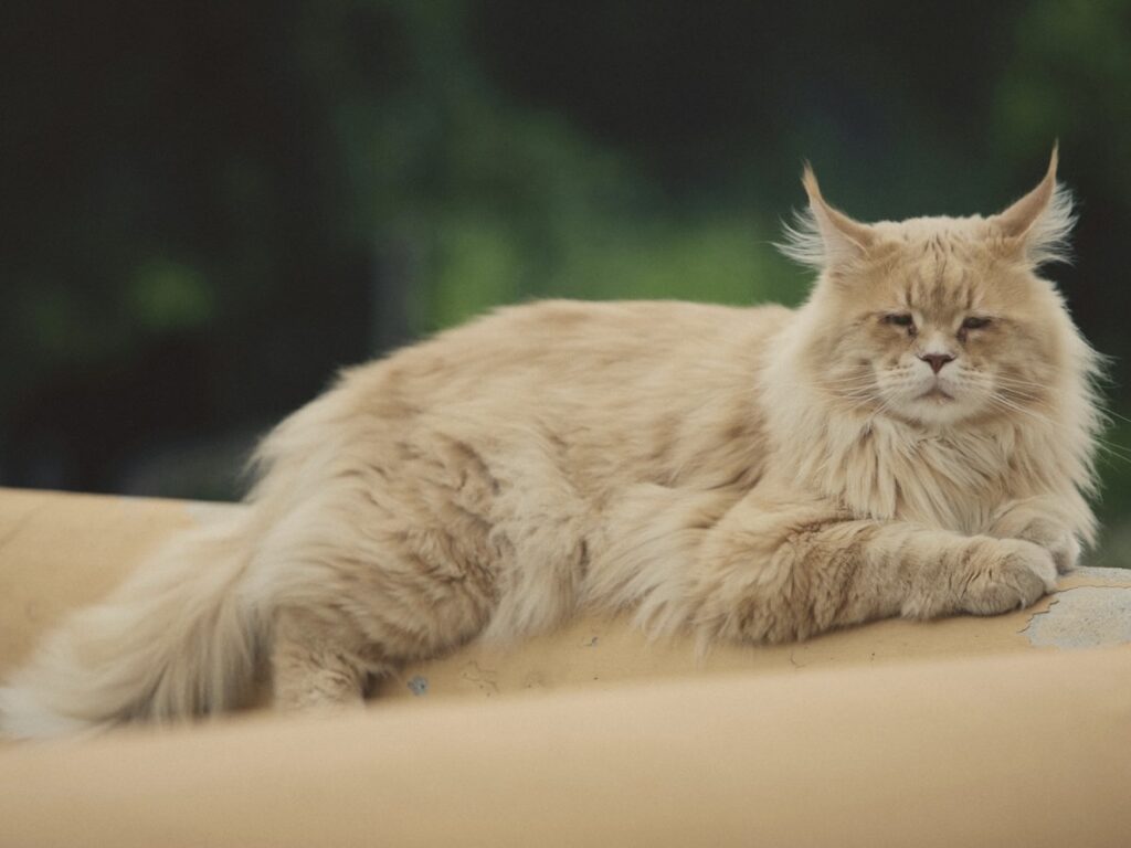 緬因貓的外觀與特徵