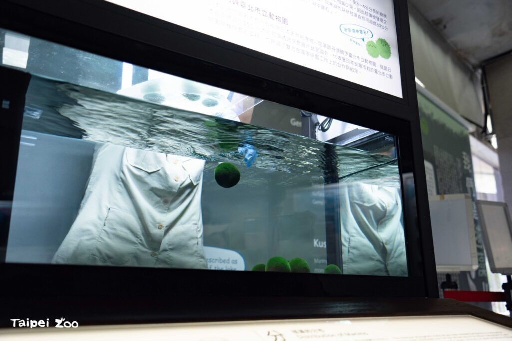 自動物園開始照養展示北海道毬藻已逾7年(圖片來源:台北市立動物園)