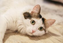 最新貓咪糖尿病照護指南:貓咪糖尿病症狀、診斷、治療與照護方式懶人包 最新貓咪糖尿病照護指南:貓咪糖尿病症狀、診斷、治療與照護方式懶人包