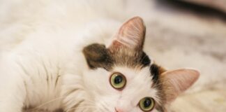 最新貓咪糖尿病照護指南：貓咪糖尿病症狀、診斷、治療與照護方式懶人包