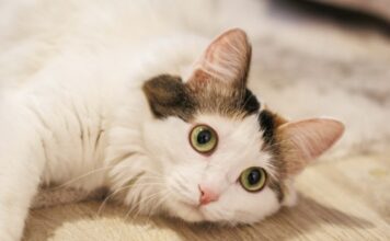 最新貓咪糖尿病照護指南：貓咪糖尿病症狀、診斷、治療與照護方式懶人包