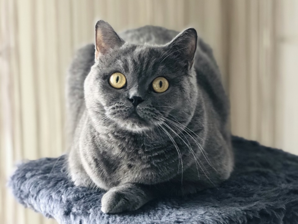 英國短毛貓的日常照護重點