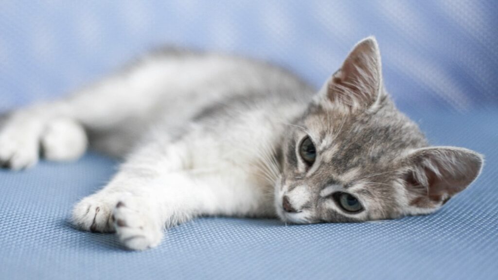 貓咪糖尿病有機會治癒嗎?