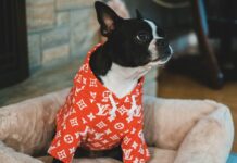 狗狗冬天要穿衣服嗎？天氣冷狗狗穿衣4大原則