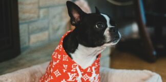 狗狗冬天要穿衣服嗎？天氣冷狗狗穿衣4大原則