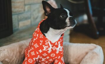 狗狗冬天要穿衣服嗎？天氣冷狗狗穿衣4大原則