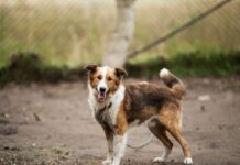 臺北市115年度犬貓收容補助申請開跑！鼓勵民間參與動物照護，最高每日補助達新臺幣300元