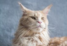 緬因貓好養嗎？緬因貓個性、常見疾病、照護重點懶人包