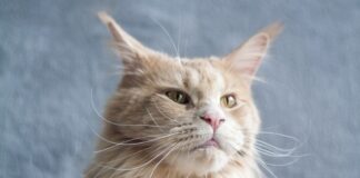 緬因貓好養嗎？緬因貓個性、常見疾病、照護重點懶人包