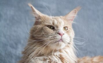 緬因貓好養嗎？緬因貓個性、常見疾病、照護重點懶人包