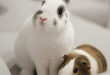 全台特寵動物醫院懶人包｜寵物鼠、兔子、鸚鵡、爬蟲專科獸醫院資源整理