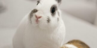 全台特寵動物醫院懶人包｜寵物鼠、兔子、鸚鵡、爬蟲專科獸醫院資源整理