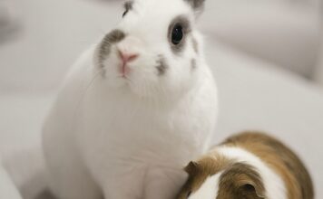 全台特寵動物醫院懶人包|寵物鼠、兔子、鸚鵡、爬蟲專科獸醫院資源整理 全台特寵動物醫院懶人包|寵物鼠、兔子、鸚鵡、爬蟲專科獸醫院資源整理