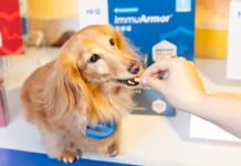 《2025毛孩保健品調查》揭示:近九成飼主等毛孩生病後才使用保健品|Hi-Q pets 攜手獸醫,推動從病中到病後的連續照護新標準 《2025毛孩保健品調查》揭示:近九成飼主等毛孩生病後才使用保健品|Hi-Q pets 攜手獸醫,推動從病中到病後的連續照護新標準