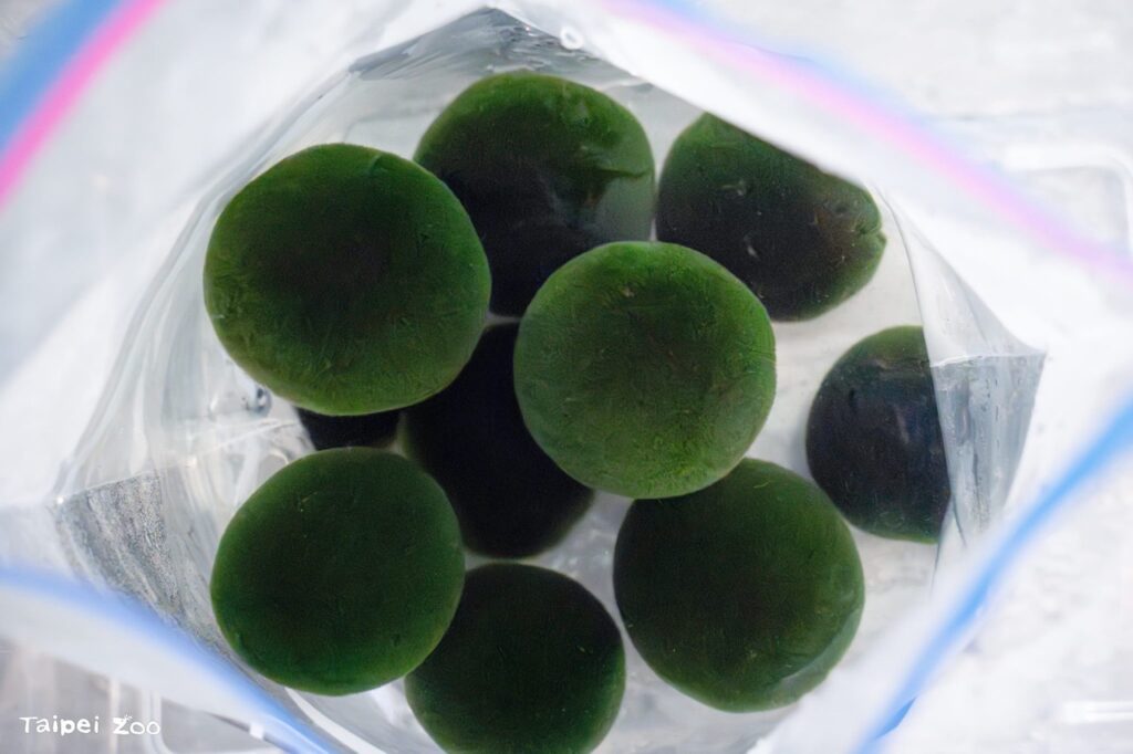 2025年9月釧路市再度低溫運送10顆毬藻來到台北(圖片來源:台北市立動物園)