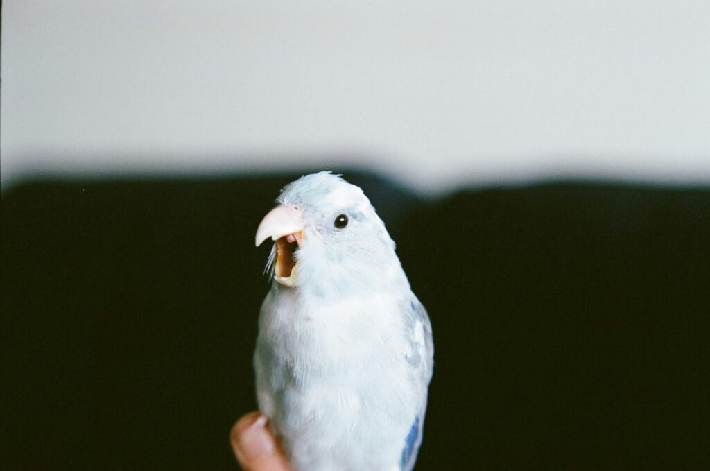 鸚鵡鳥喙過長該怎麼修剪處理？