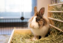 寵物兔子肥胖有哪些健康風險？如何幫助兔子減重？