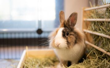 寵物兔子肥胖有哪些健康風險？如何幫助兔子減重？