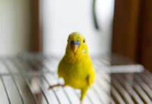 鸚鵡鳥喙過長怎麼辦?怎麼幫鸚鵡修剪嘴巴? 鸚鵡鳥喙過長怎麼辦?怎麼幫鸚鵡修剪嘴巴?