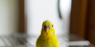 鸚鵡鳥喙過長怎麼辦？怎麼幫鸚鵡修剪嘴巴？