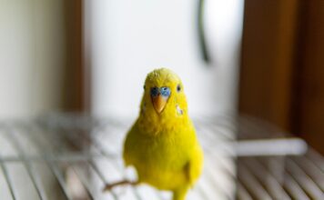 鸚鵡鳥喙過長怎麼辦？怎麼幫鸚鵡修剪嘴巴？