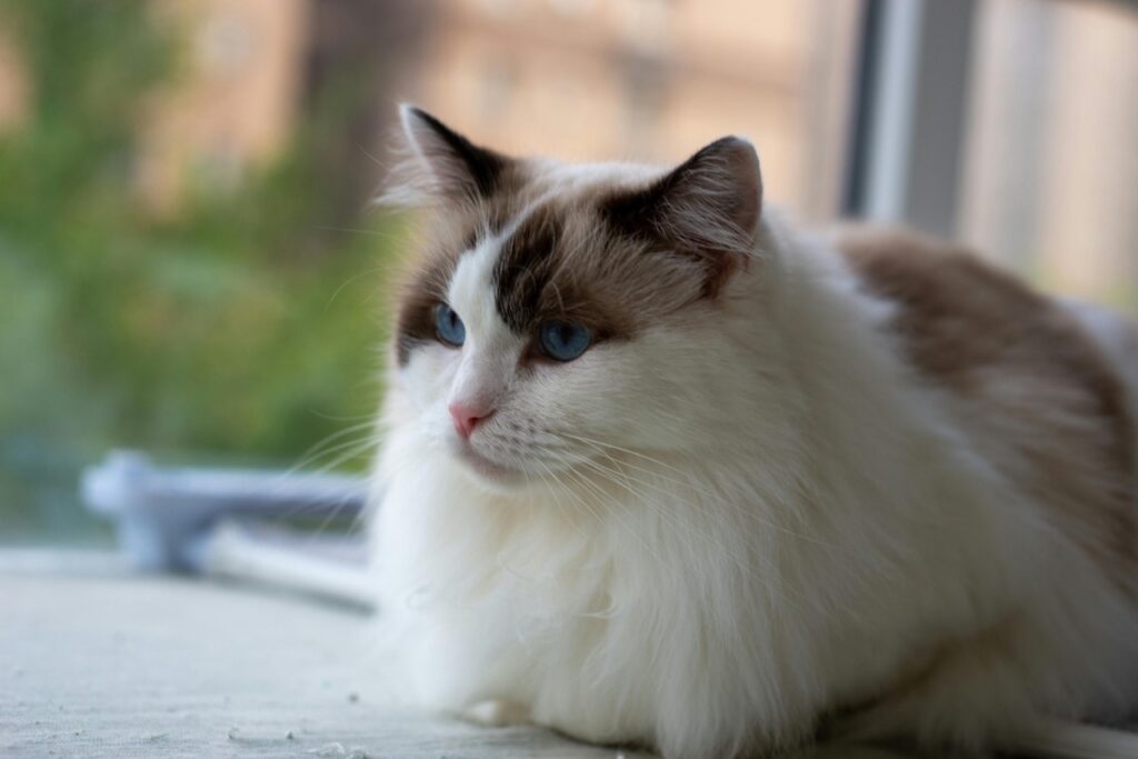 布偶貓的外觀特徵與常見花色