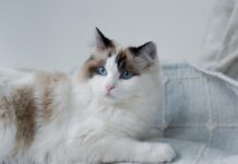 布偶貓飼養攻略懶人包｜布偶貓個性、常見疾病、照護重點一次看