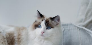 布偶貓飼養攻略懶人包｜布偶貓個性、常見疾病、照護重點一次看