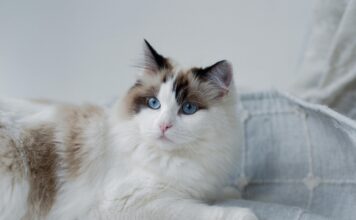 布偶貓飼養攻略懶人包｜布偶貓個性、常見疾病、照護重點一次看