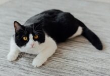 貓咪撲擊前為什麼會搖晃屁股扭動身體？3大原因揭密