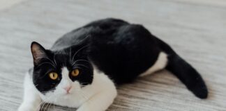 貓咪撲擊前為什麼會搖晃屁股扭動身體？3大原因揭密