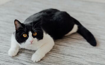 貓咪撲擊前為什麼會搖晃屁股扭動身體？3大原因揭密