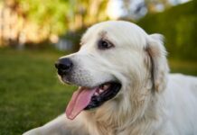 狗狗慢性肝炎病因、症狀與治療方式懶人包!什麼是犬隻慢性肝炎? 狗狗慢性肝炎病因、症狀與治療方式懶人包!什麼是犬隻慢性肝炎?