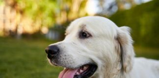 狗狗慢性肝炎病因、症狀與治療方式懶人包！什麼是犬隻慢性肝炎？