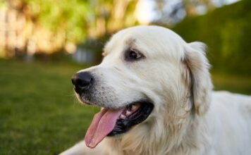 狗狗慢性肝炎病因、症狀與治療方式懶人包！什麼是犬隻慢性肝炎？