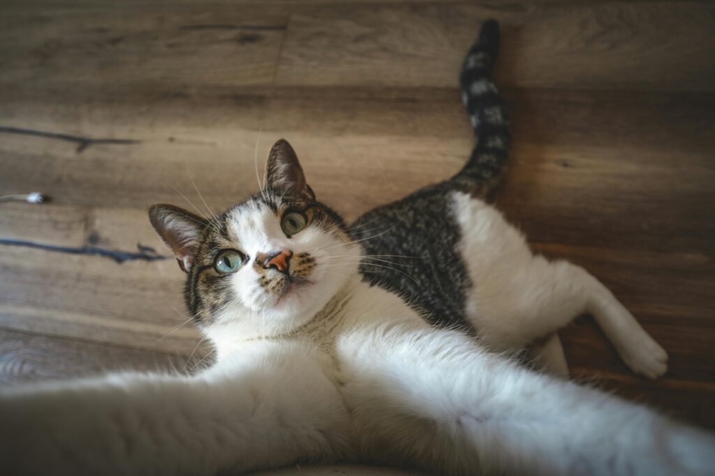 貓咪為什麼要搖晃屁股