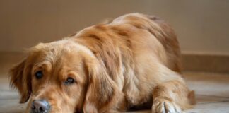 狗狗骨關節炎的非藥物治療選擇有哪些？保健品、復健、物理治療與針灸一次看