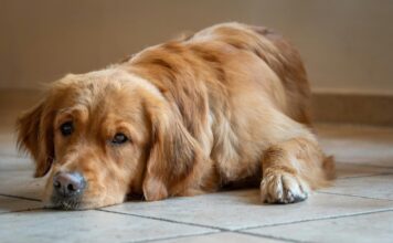 狗狗骨關節炎的非藥物治療選擇有哪些？保健品、復健、物理治療與針灸一次看