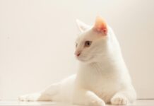 老貓食慾差、體重變輕怎麼辦?貓咪食慾促進劑 Capromorelin 助提升食慾 老貓食慾差、體重變輕怎麼辦?貓咪食慾促進劑 Capromorelin 助提升食慾