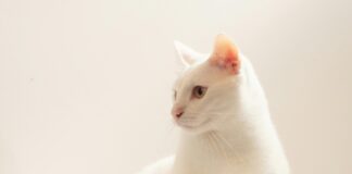 老貓食慾差、體重變輕怎麼辦？貓咪食慾促進劑 Capromorelin 助提升食慾